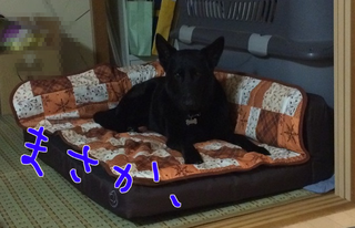 4jAlajihiEh_esq1423038640_1423038795.png