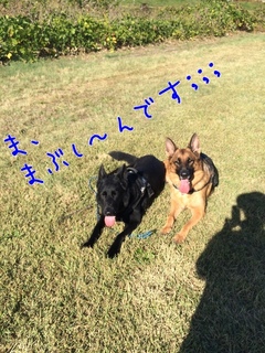 AcJij9vkfji2Bic1446552845_1446552971.jpg
